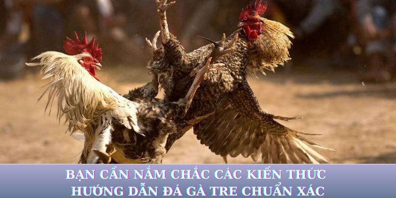 Bạn cần nắm chắc các kiến thức hướng dẫn đá gà tre chuẩn xác