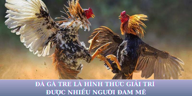 Đá gà tre là hình thức giải trí được nhiều người đam mê